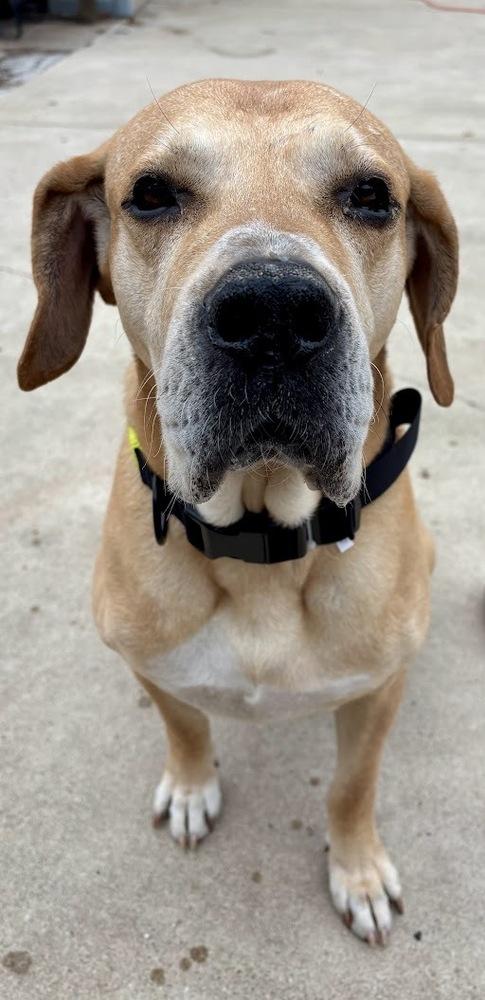 Enlarge Ernie, a Adoptable mixed breed in Oswego, IL image 2/5