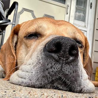 Enlarge Ernie, a Adoptable mixed breed in Oswego, IL image 3/5