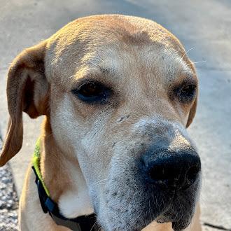 Enlarge Ernie, a Adoptable mixed breed in Oswego, IL image 4/5