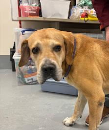 Enlarge Ernie, a Adoptable mixed breed in Oswego, IL image 5/5