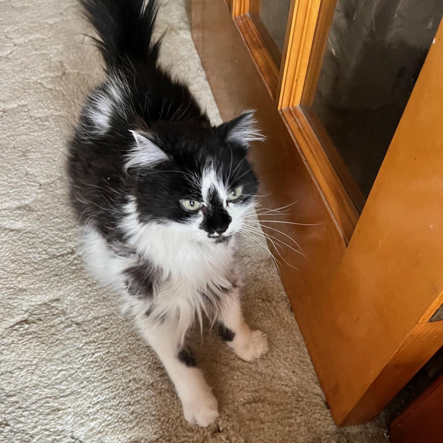 Skippy, a ADOPTABLE Domestic Long Hair in Dickinson, ND image 2/2