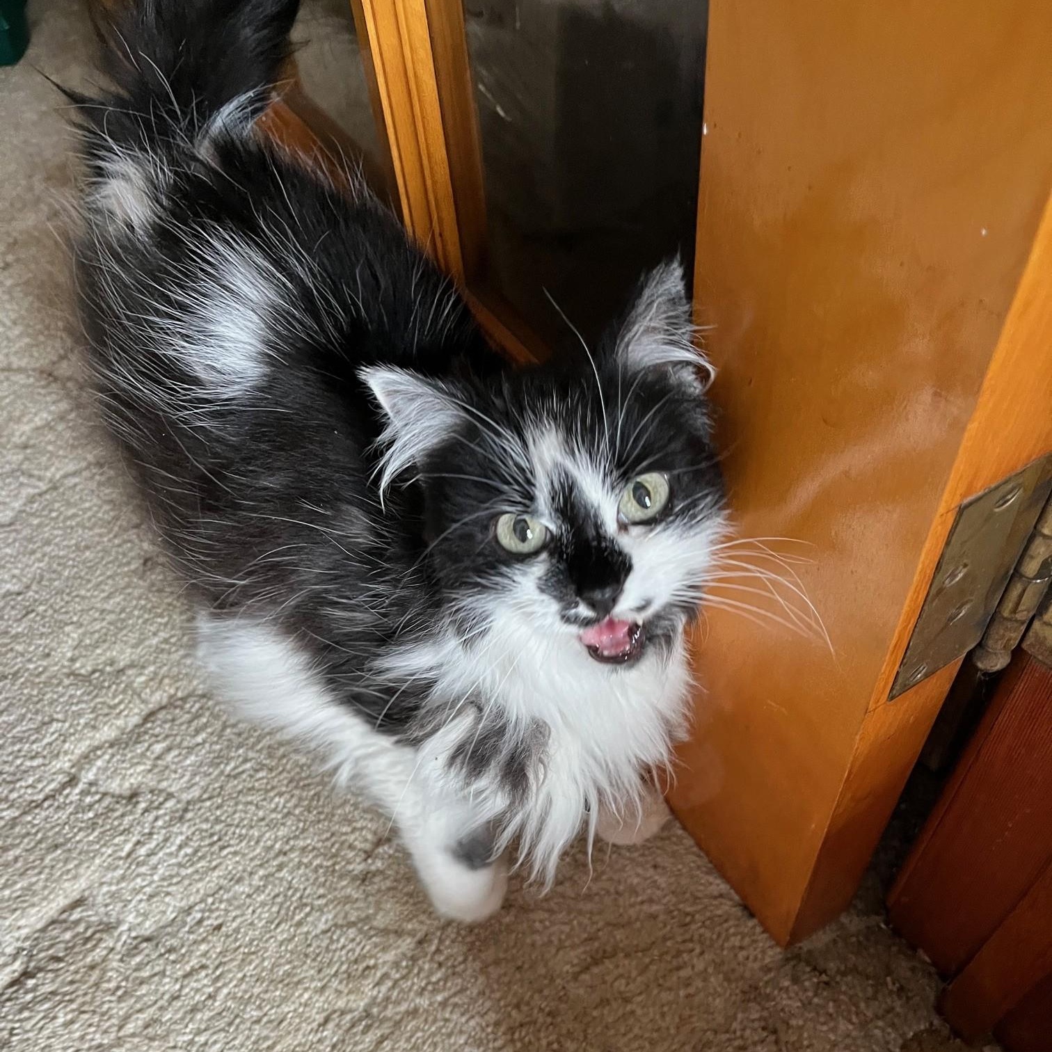 Skippy, a ADOPTABLE Domestic Long Hair in Dickinson, ND image 1/2