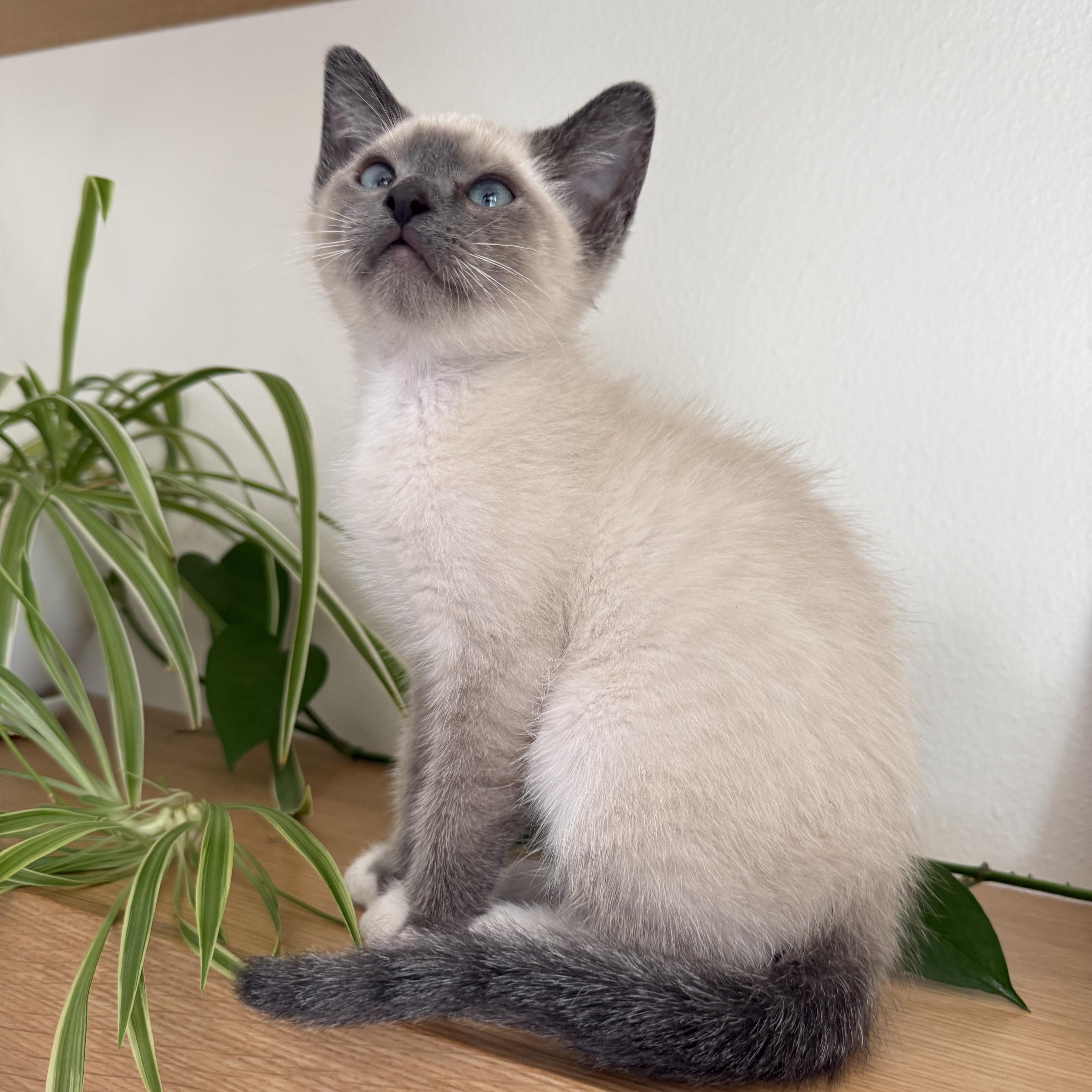 Brownie and Marshmallow - BONDED PAIR, an adopted Domestic Short Hair in Springfield, OR image 3/6