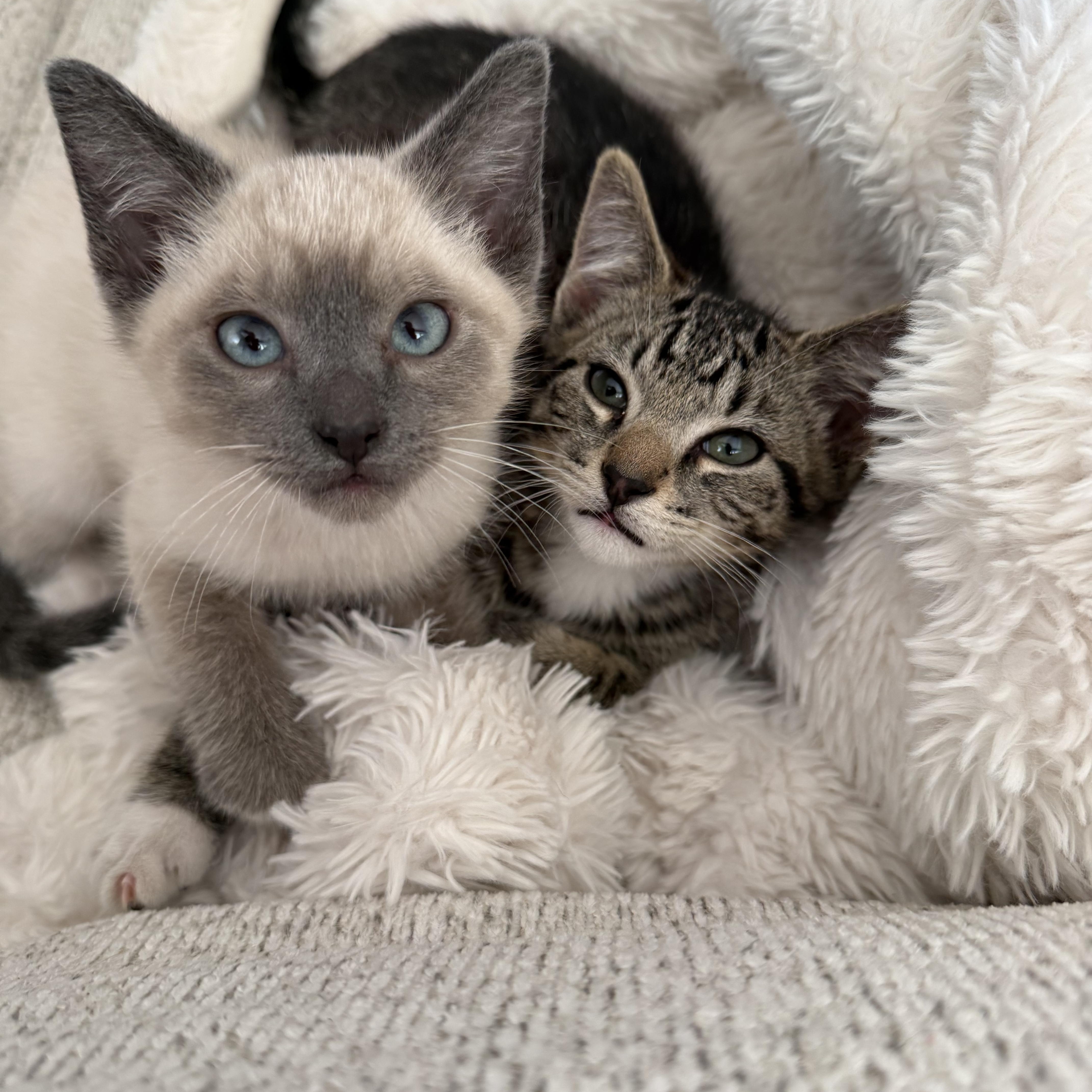 Brownie and Marshmallow - BONDED PAIR, adopted, Kitten Male Domestic Short Hair.