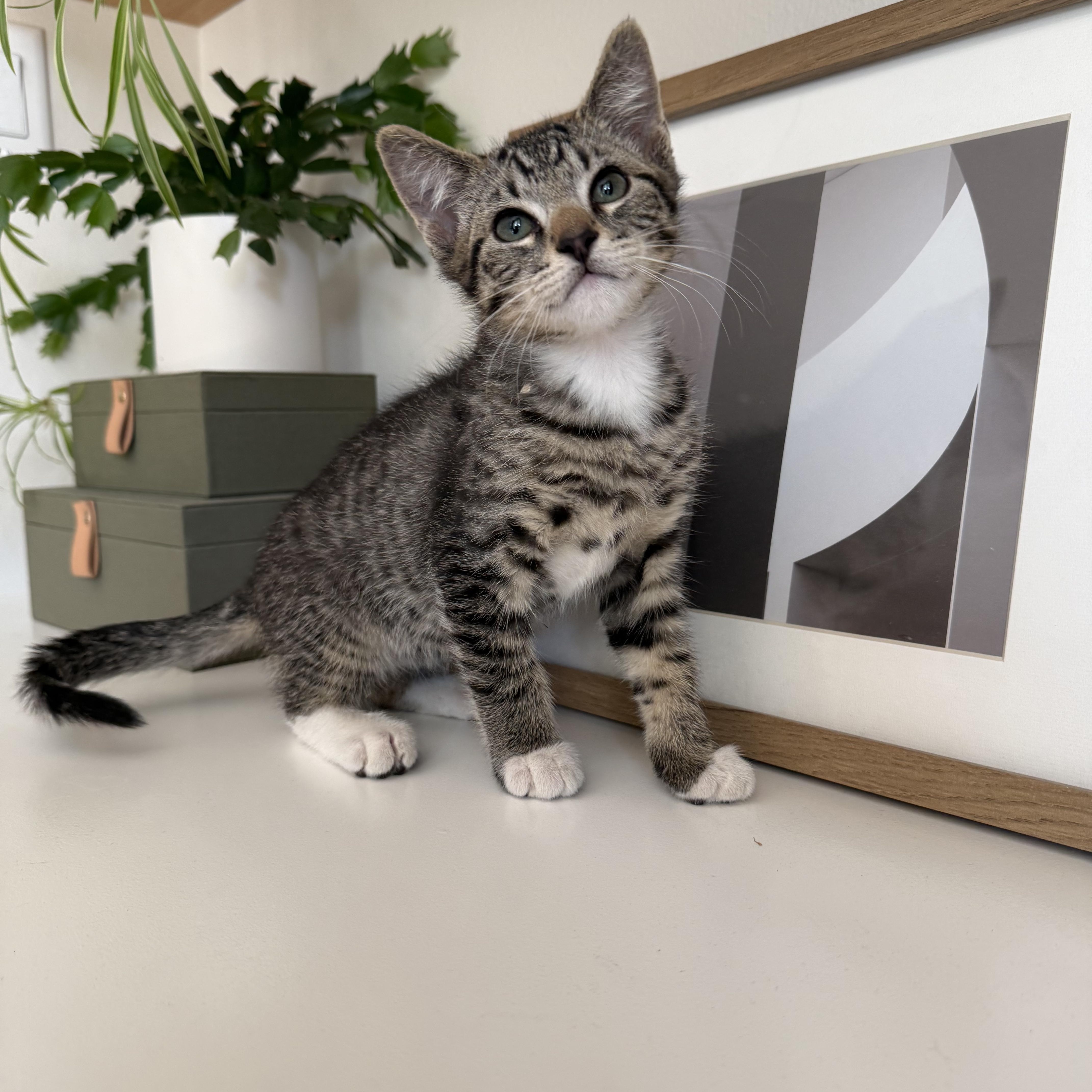 Brownie and Marshmallow - BONDED PAIR, an adopted Domestic Short Hair in Springfield, OR image 6/6