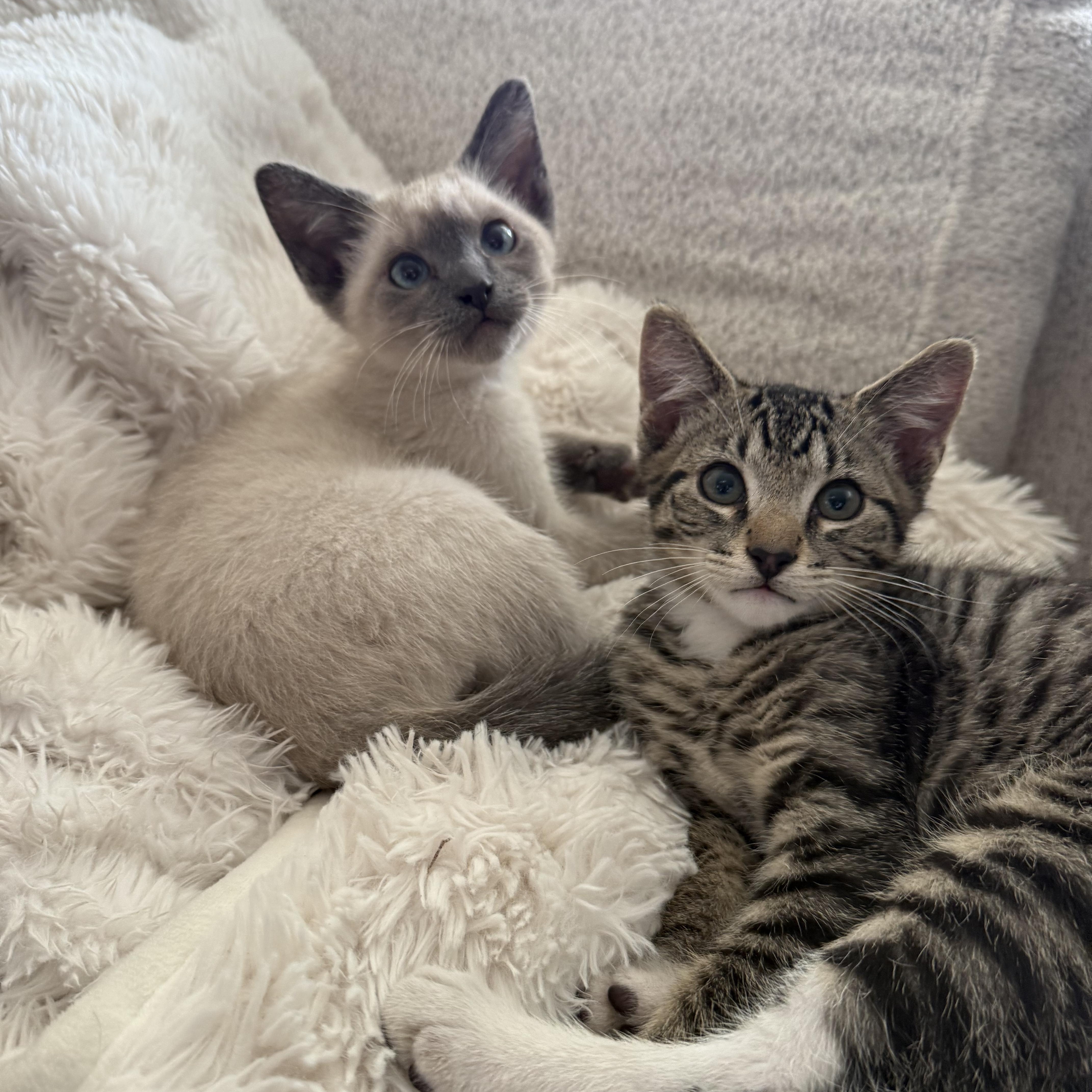 Brownie and Marshmallow - BONDED PAIR, an adopted Domestic Short Hair in Springfield, OR image 2/6