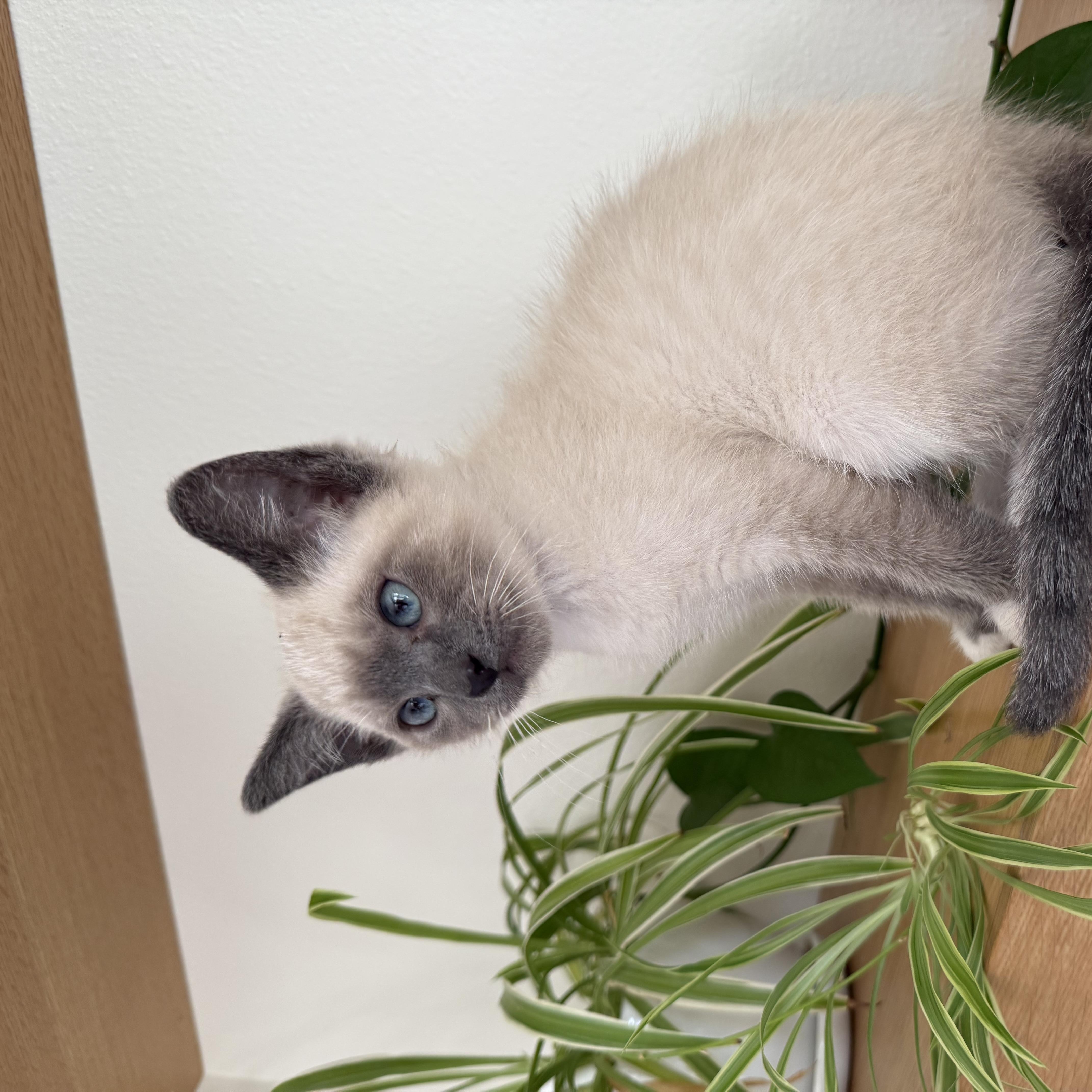 Brownie and Marshmallow - BONDED PAIR, an adopted Domestic Short Hair in Springfield, OR image 5/6