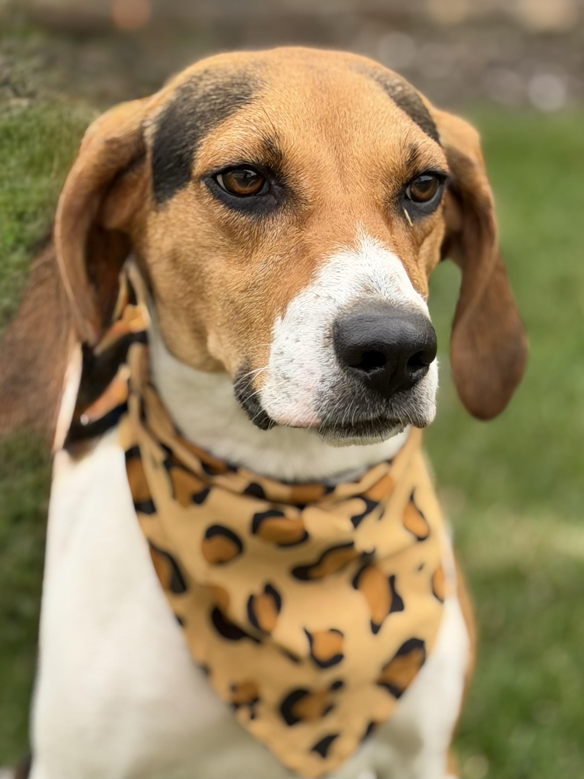 Mabel, a Adoptable Treeing Walker Coonhound in Maryville, TN image 3/6