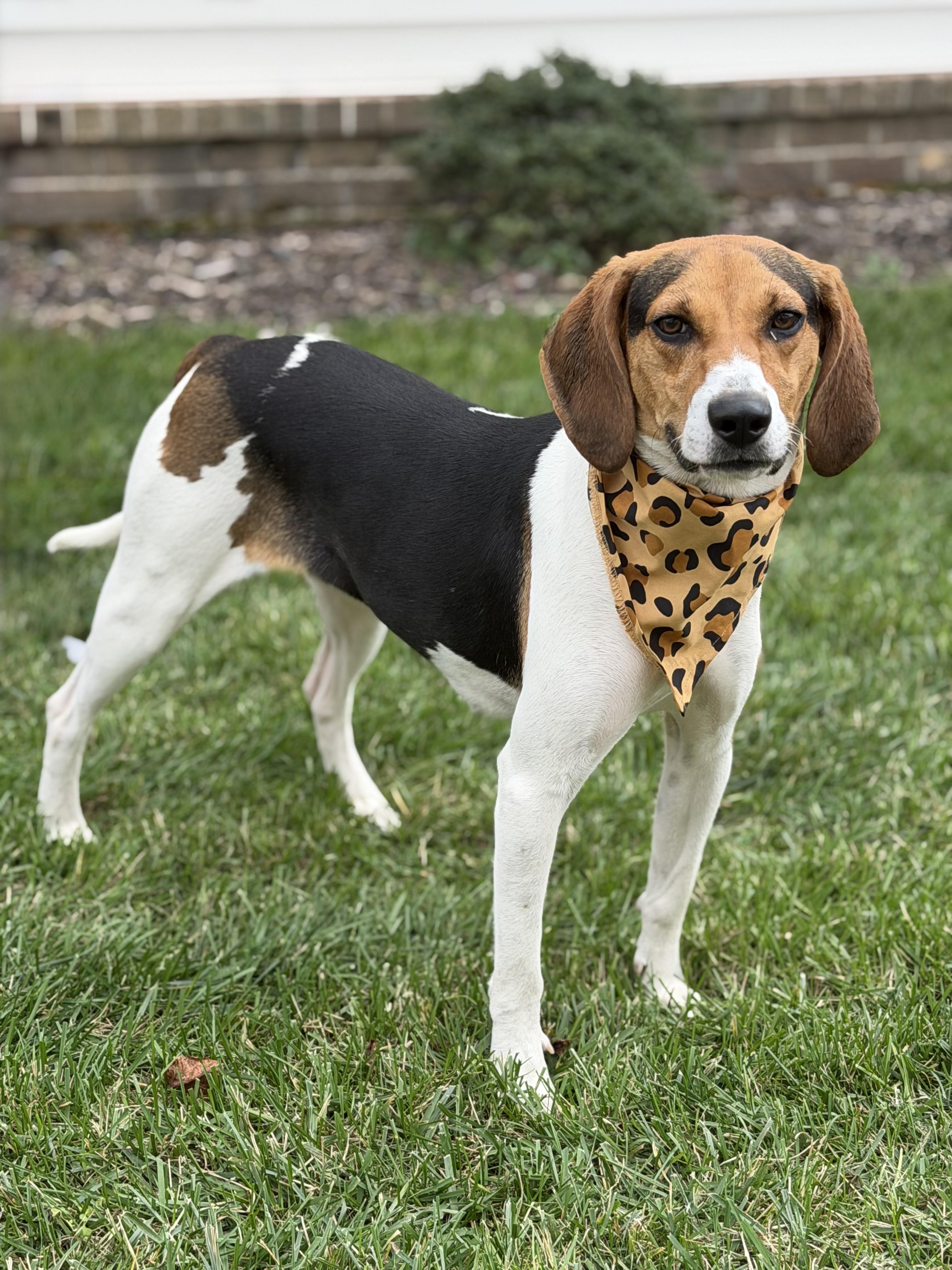 Mabel, a Adoptable Treeing Walker Coonhound in Maryville, TN image 2/6