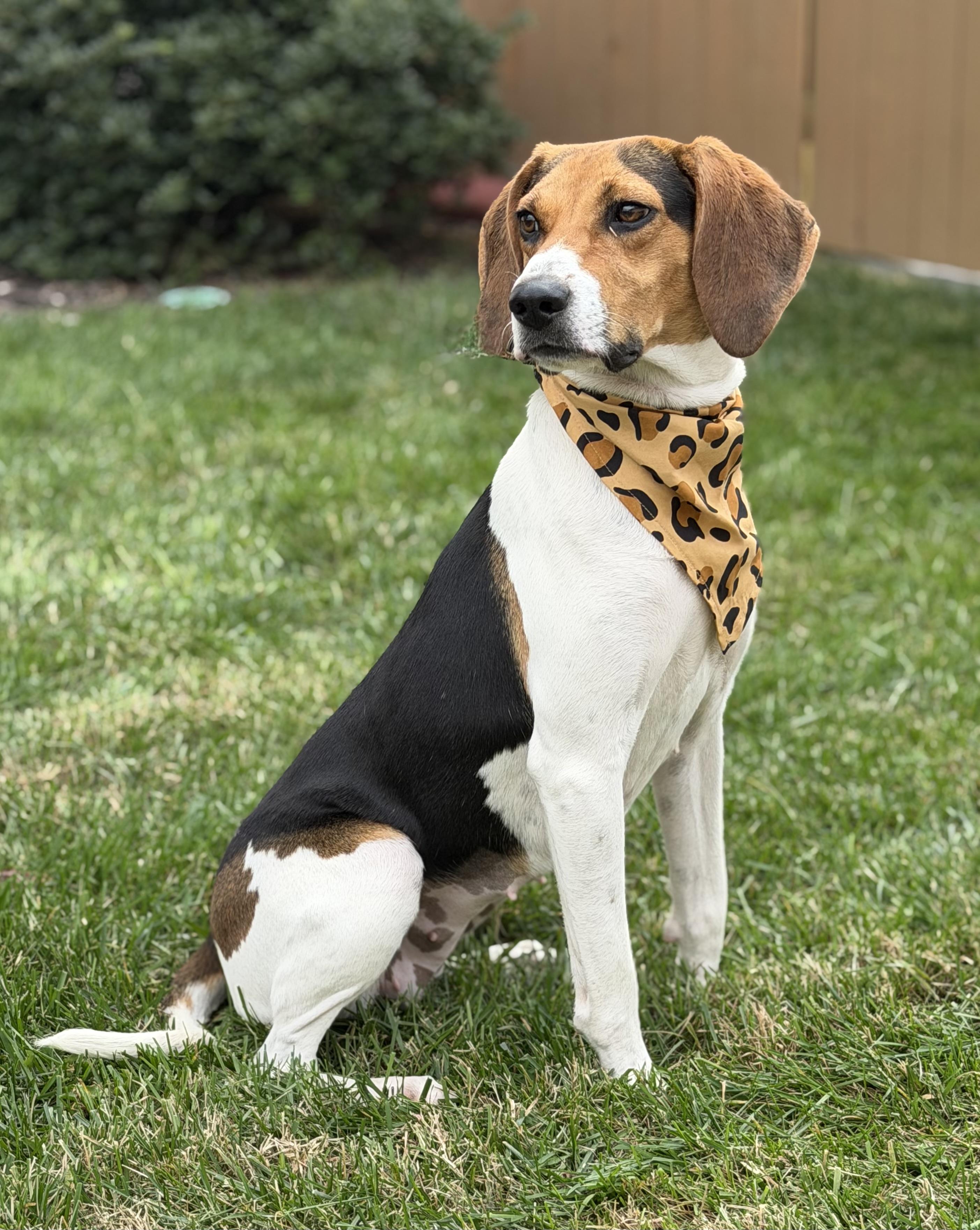 Mabel, a Adoptable Treeing Walker Coonhound in Maryville, TN image 1/6