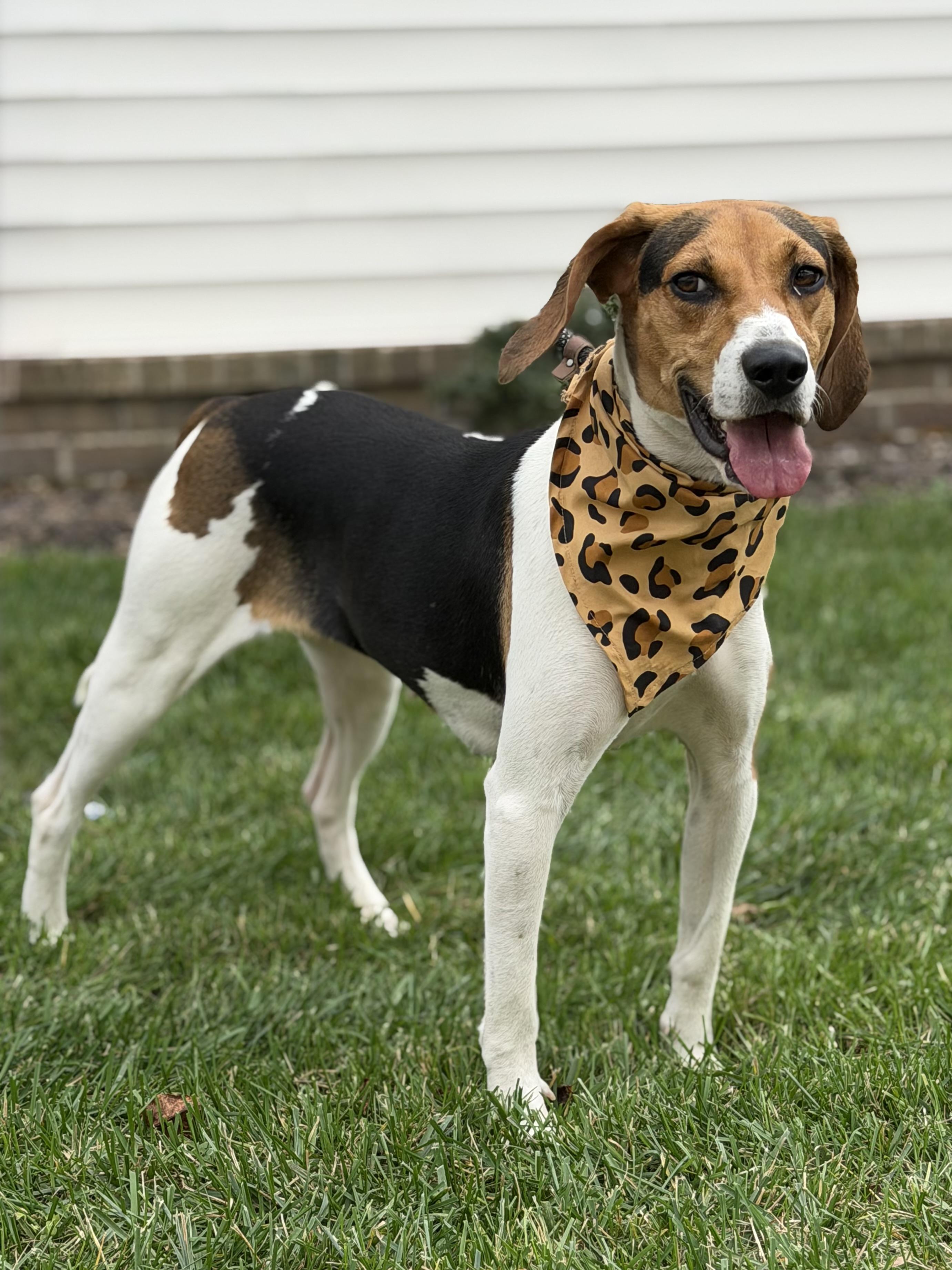 Mabel, a Adoptable Treeing Walker Coonhound in Maryville, TN image 6/6