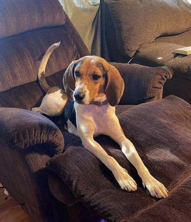 Mabel, a Adoptable Treeing Walker Coonhound in Maryville, TN image 4/6