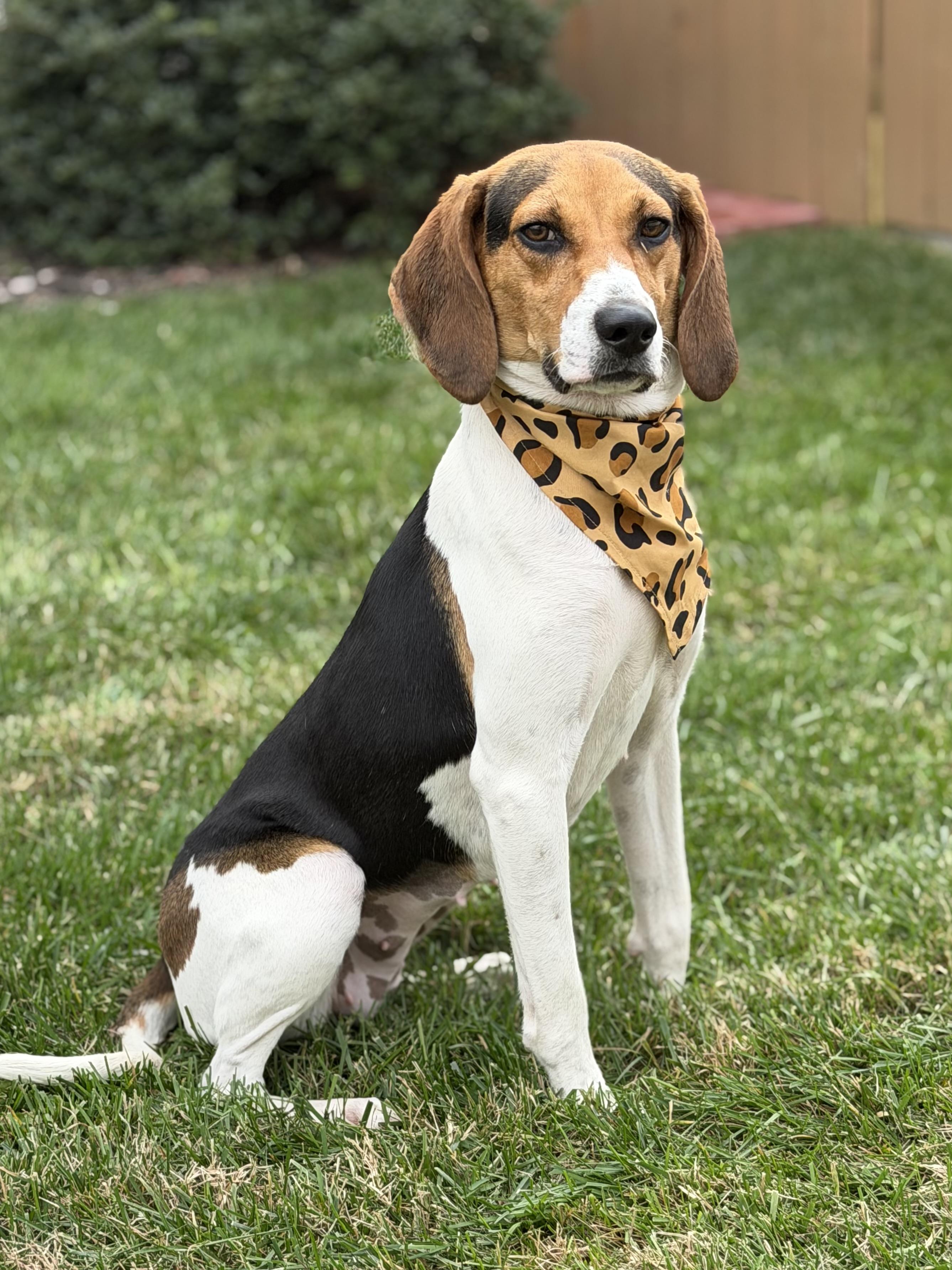 Mabel, a Adoptable Treeing Walker Coonhound in Maryville, TN image 5/6