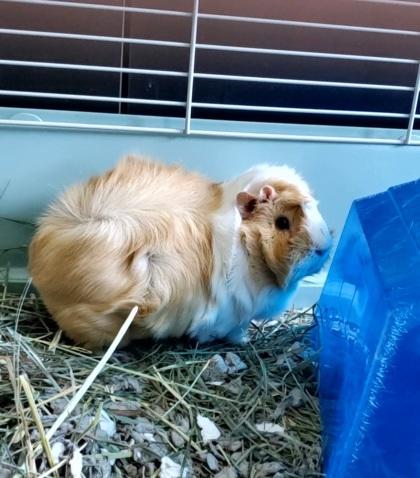 Enlarge Trixie, a Adoptable Guinea Pig in Fallston, MD image 1/2