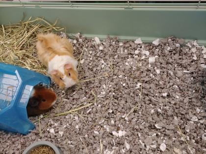 Enlarge Trixie, a Adoptable Guinea Pig in Fallston, MD image 2/2