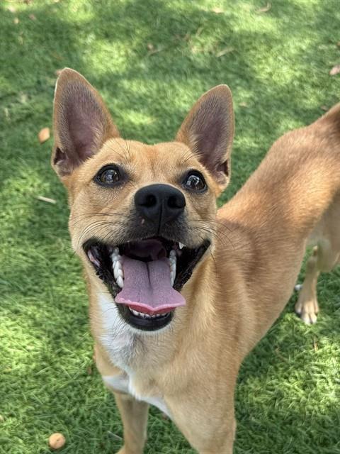 CANELA, Adoptable, Young Female Chihuahua & Mixed Breed.