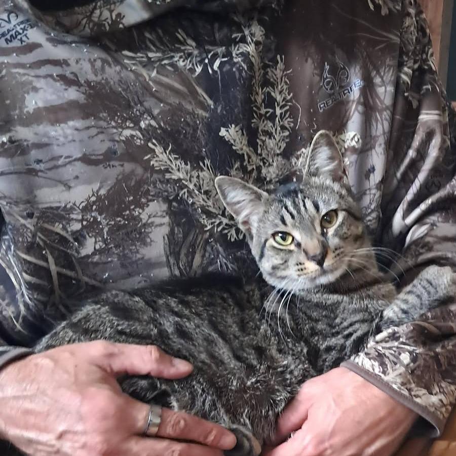 Dennis, Adoptable, Young Male Domestic Short Hair.