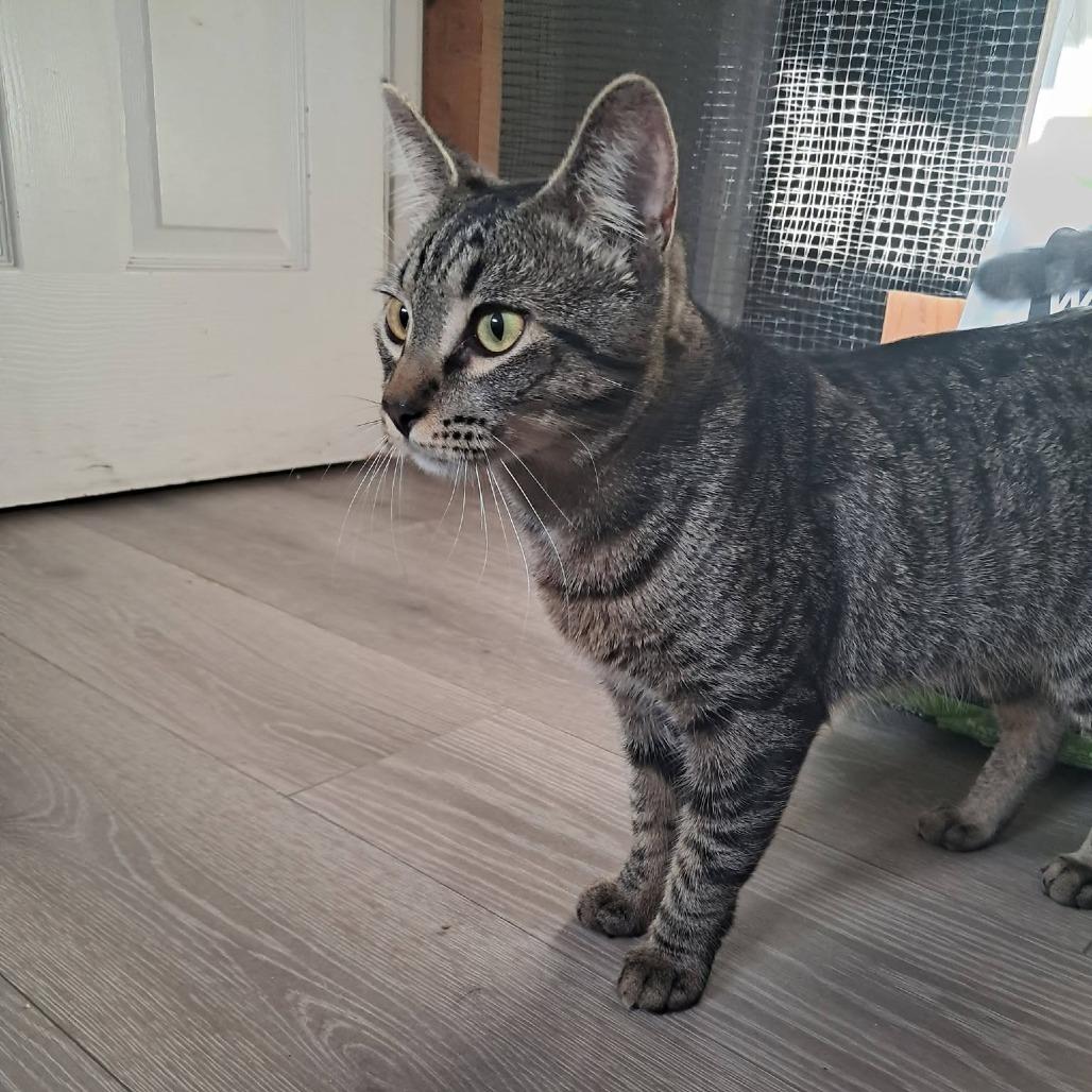 Enlarge Dennis, a Adoptable Domestic Short Hair in Washougal, WA image 2/2