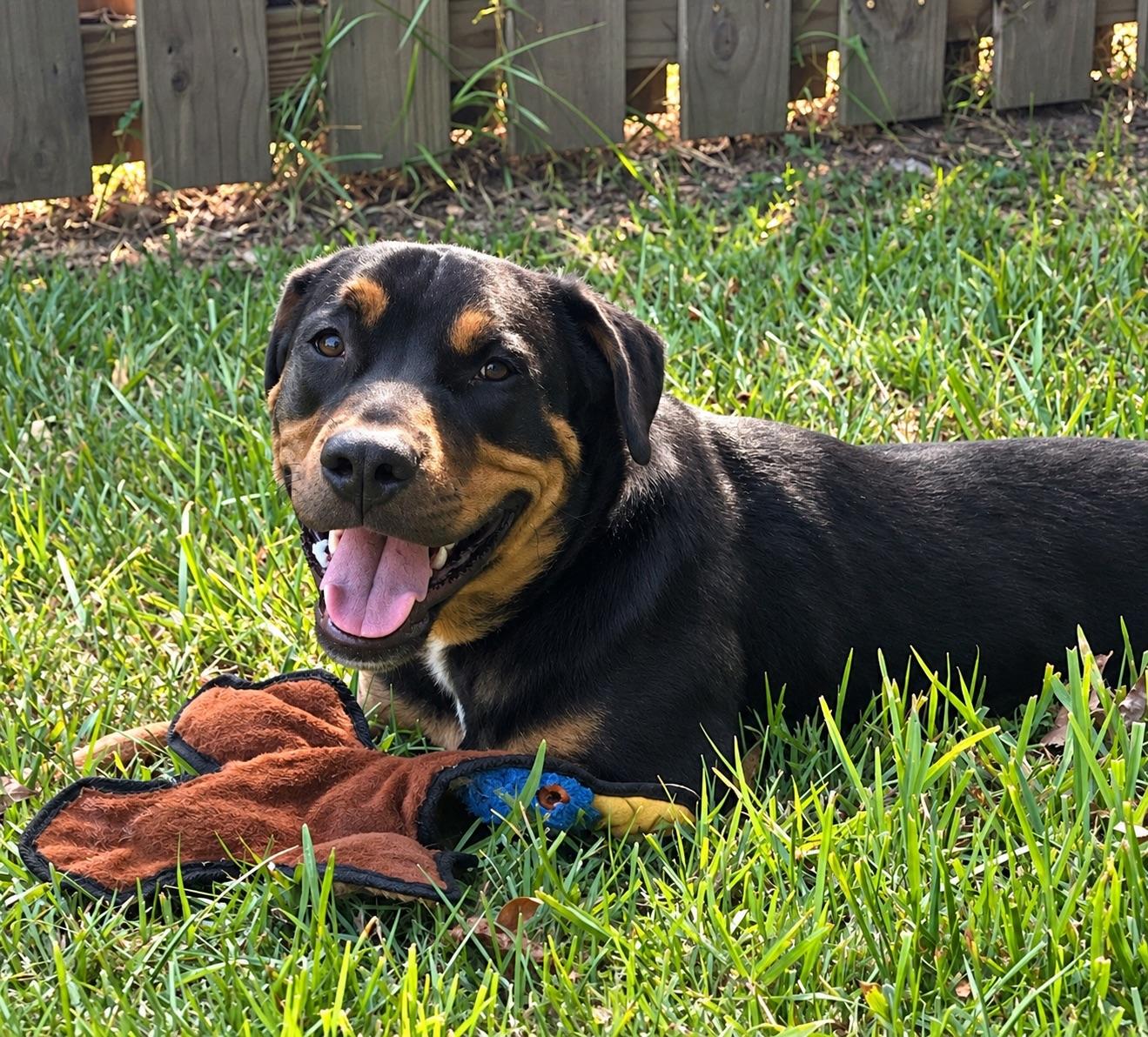 Enlarge Bogey, a Adoptable mixed breed in New Orleans, LA image 3/6