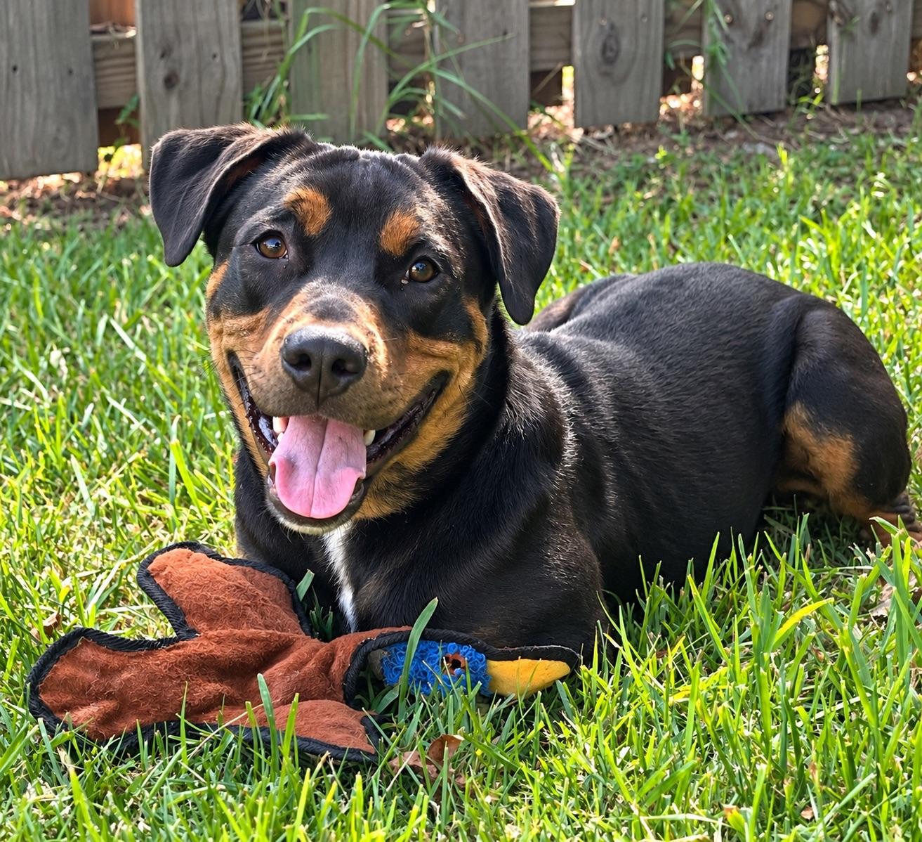 Enlarge Bogey, a Adoptable mixed breed in New Orleans, LA image 1/6