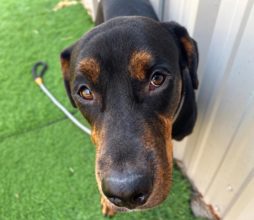 Enlarge Bogey, a Adoptable mixed breed in New Orleans, LA image 2/6