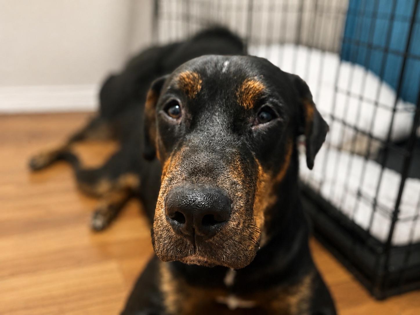 Enlarge Bogey, a Adoptable mixed breed in New Orleans, LA image 4/6