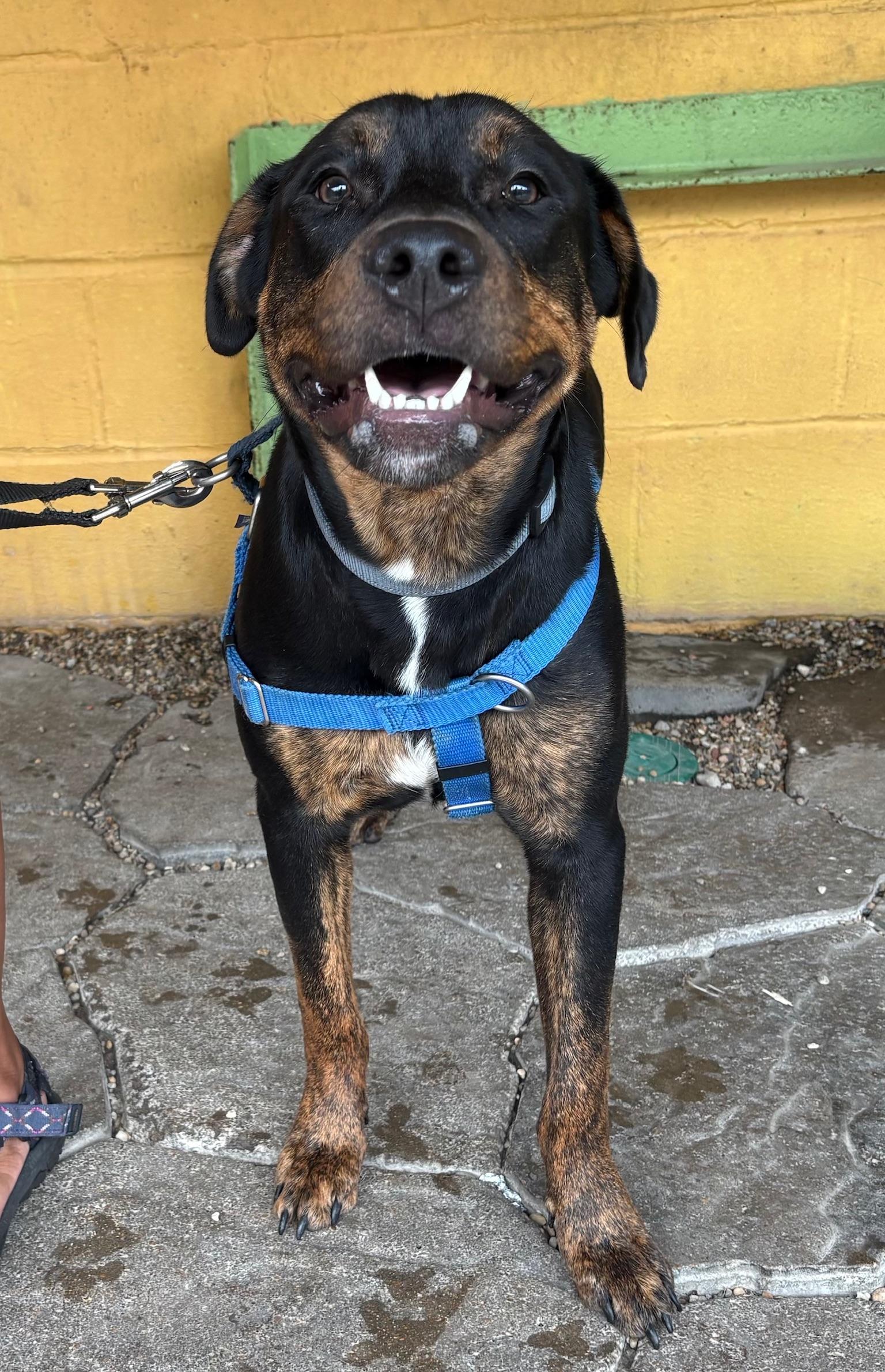 Enlarge Bogey, a Adoptable mixed breed in New Orleans, LA image 5/6