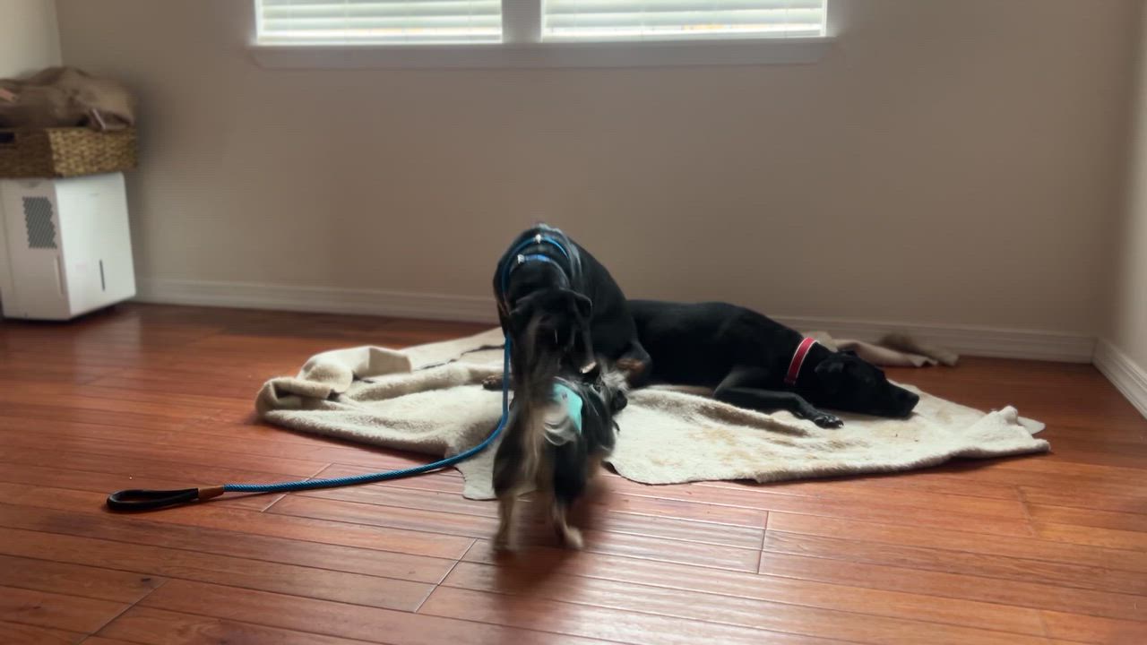 Enlarge Bogey, a Adoptable mixed breed in New Orleans, LA video 6/6
