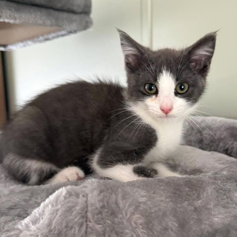 Enlarge Fern, an adopted Domestic Short Hair in LEETONIA, OH image 2/2