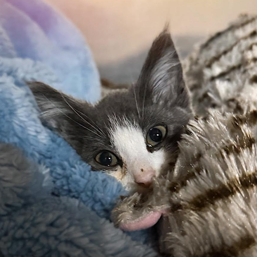 Fern, adopted, Kitten Male Domestic Short Hair.