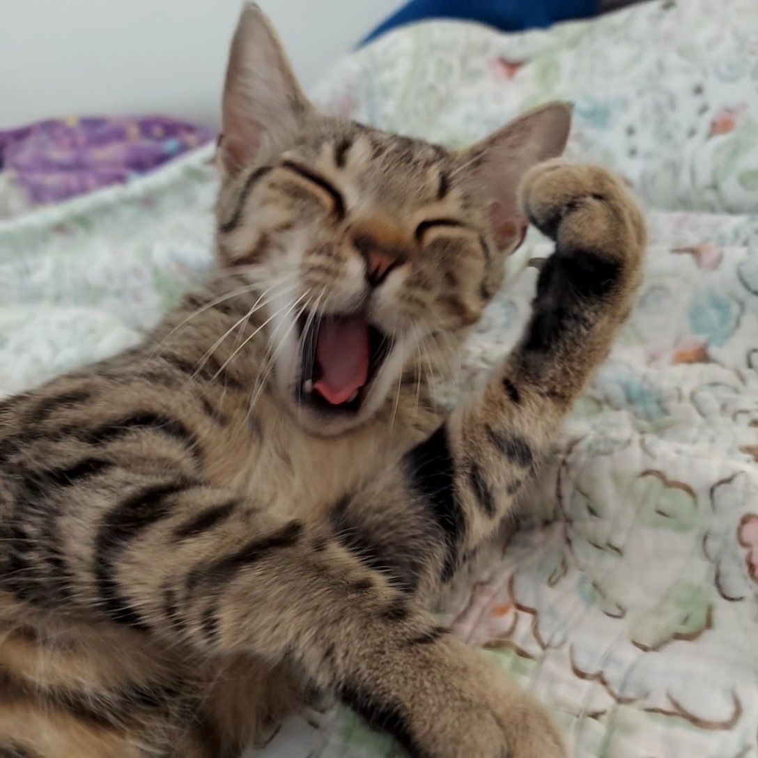 Enlarge Foxy Roxy, a Adoptable mixed breed in Whitestone, NY image 5/5