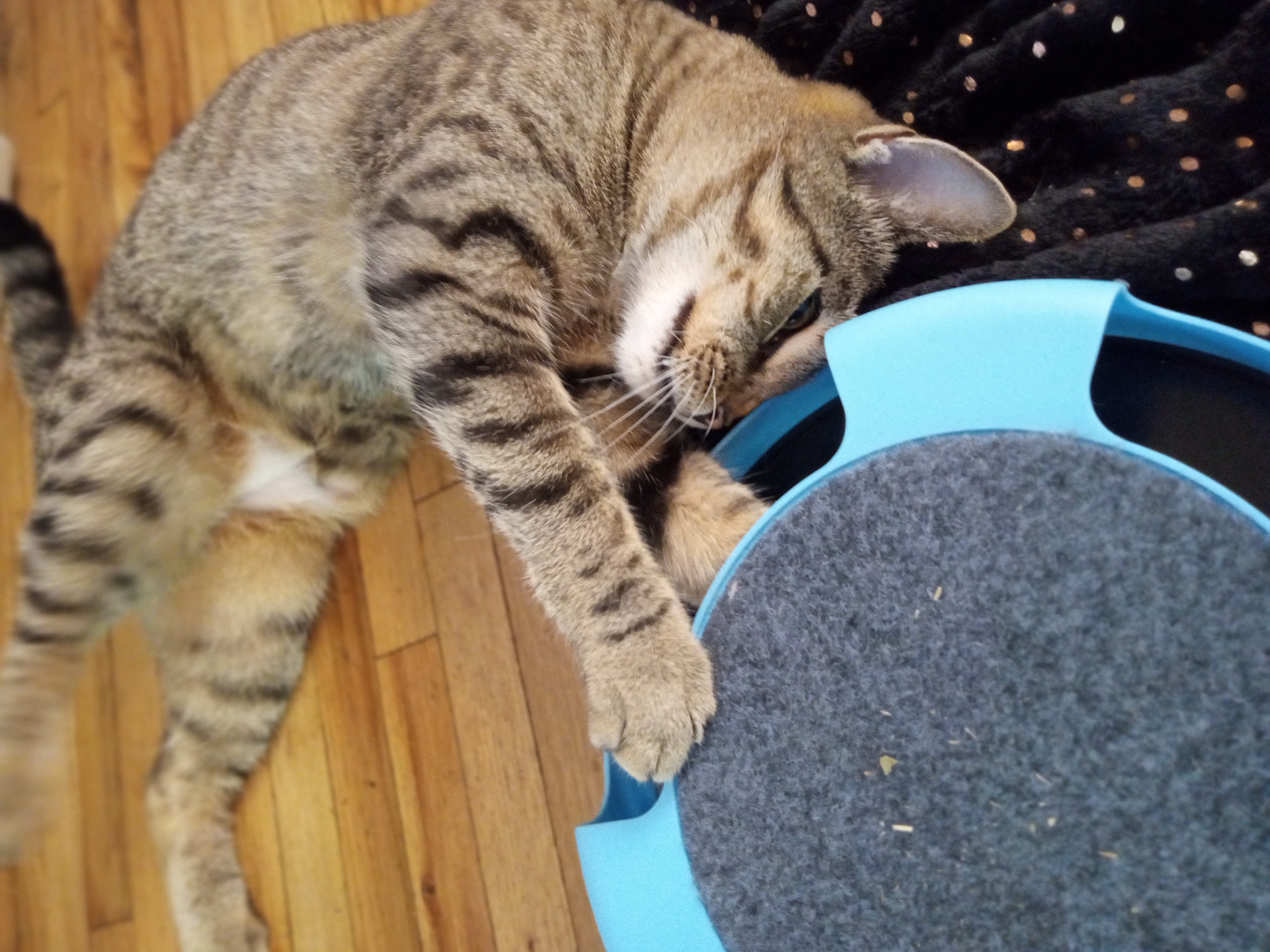 Enlarge Foxy Roxy, a Adoptable mixed breed in Whitestone, NY image 3/5