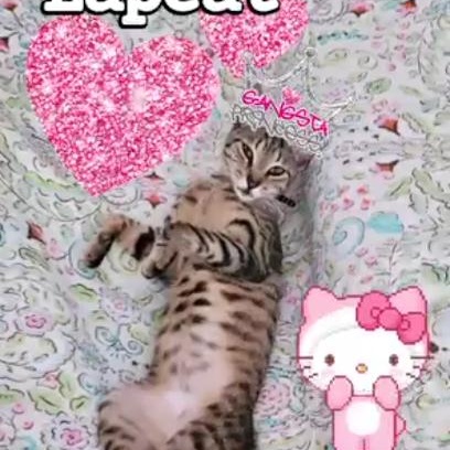 Enlarge Foxy Roxy, a Adoptable mixed breed in Whitestone, NY image 2/5