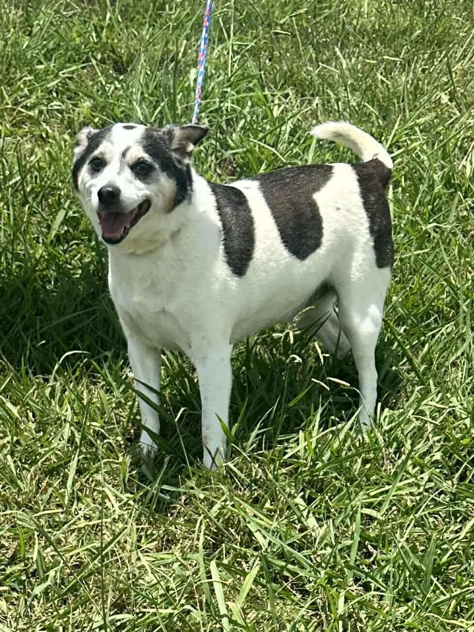 Mickey *foster needed* Rat Terrier Dog