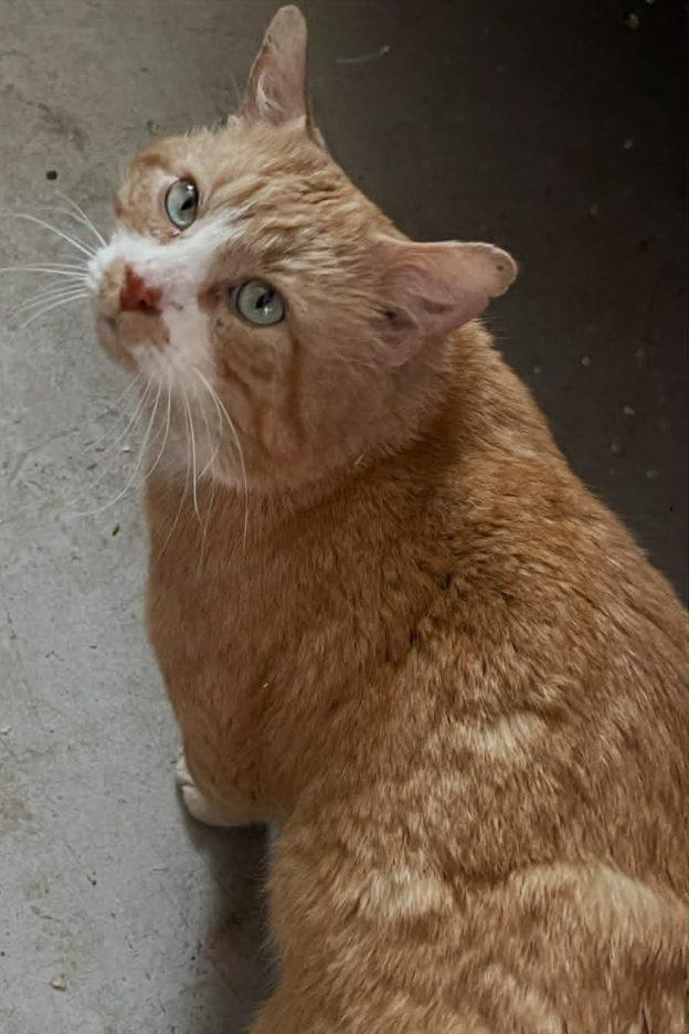 Enlarge Leo, a ADOPTABLE Domestic Medium Hair in Wasilla, AK image 1/1