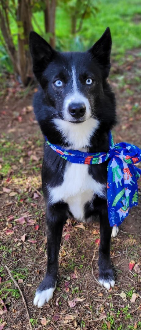 Dallas, Adoptable, Young Male Siberian Husky & Border Collie.