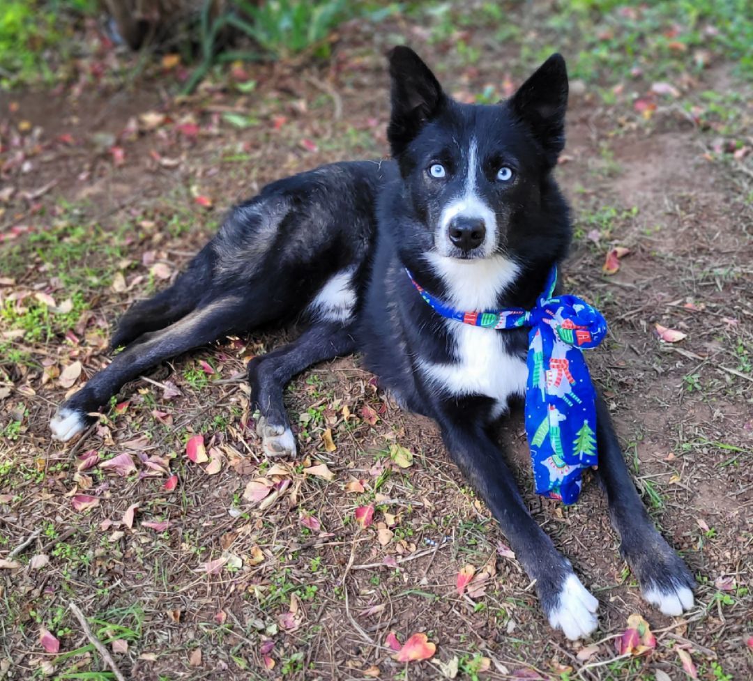 Enlarge Dallas, a Adoptable mixed breed in Vernon, TX image 2/4