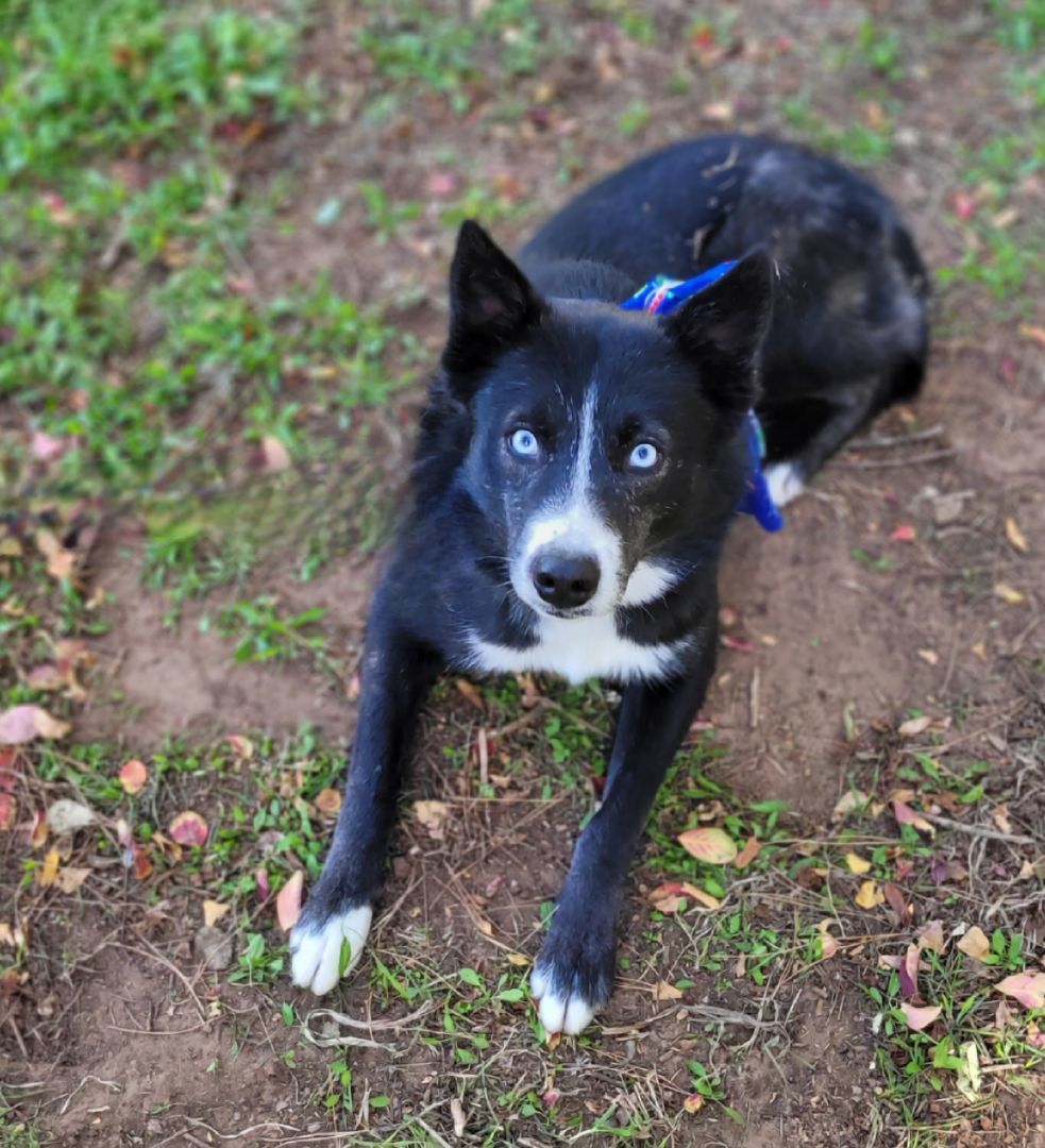 Enlarge Dallas, a Adoptable mixed breed in Vernon, TX image 3/4