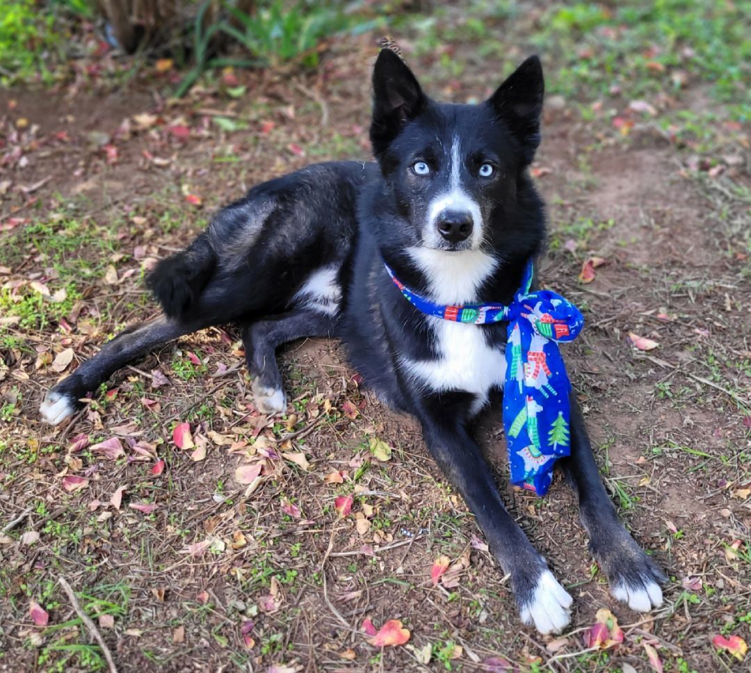 Enlarge Dallas, a Adoptable mixed breed in Vernon, TX image 4/4