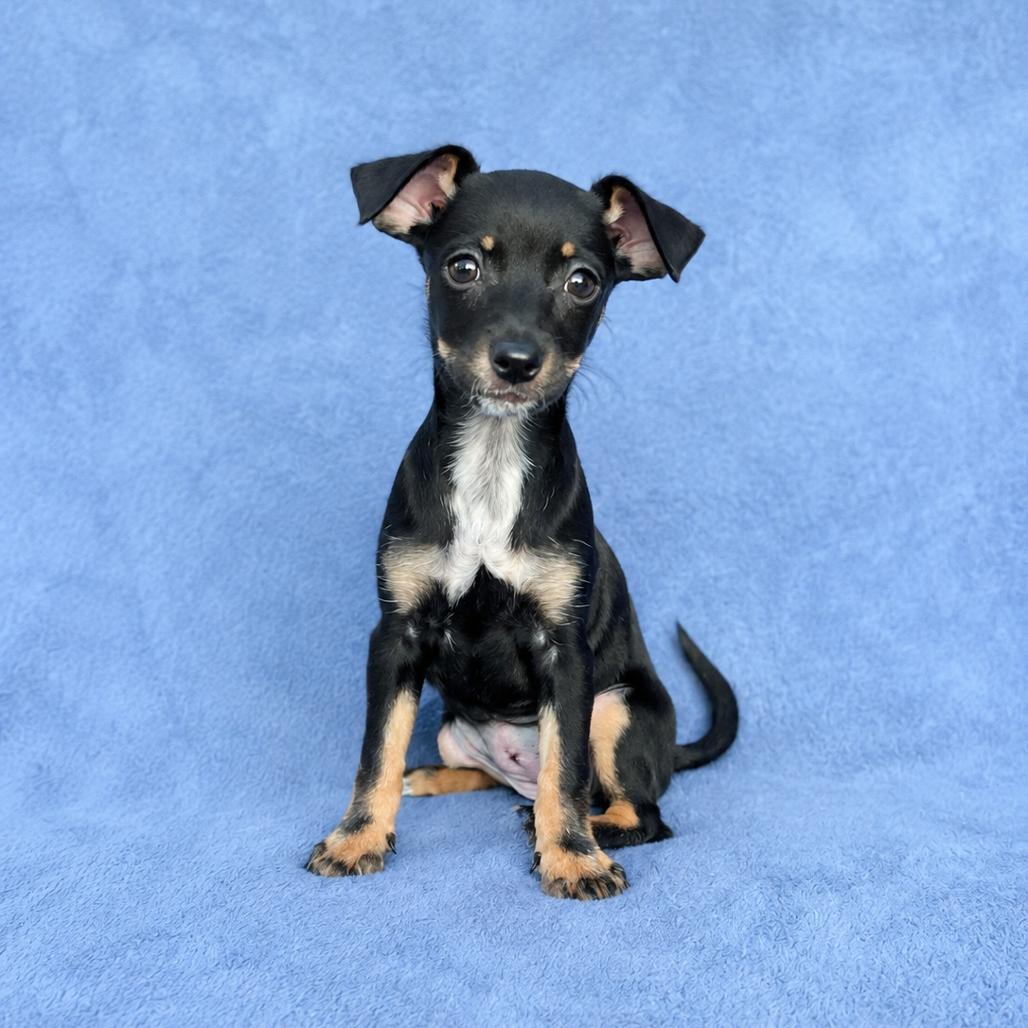 Zuzu, Adoptable, Puppy Female Miniature Pinscher & Mixed Breed.