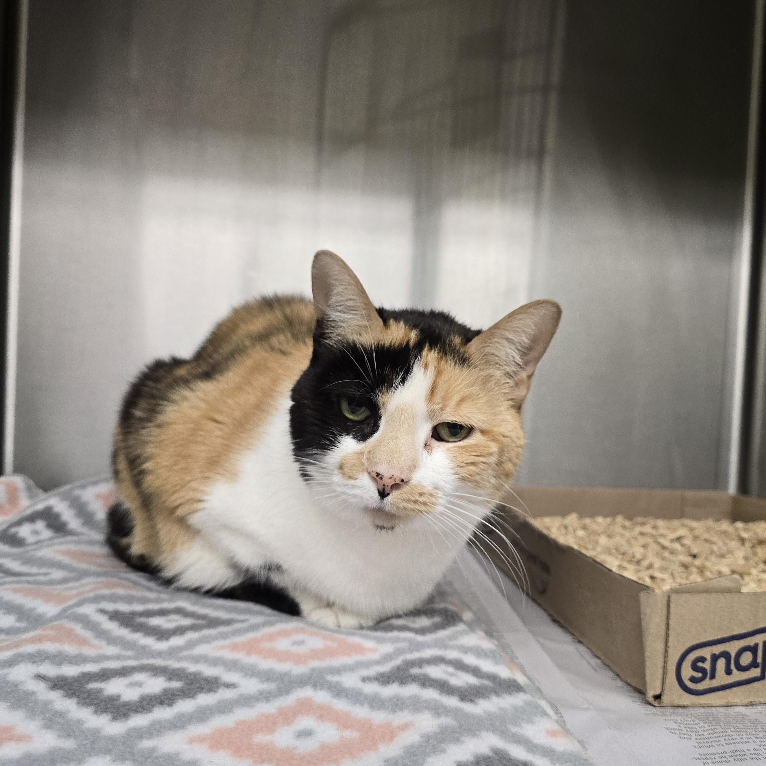 Enlarge Patches, a Adoptable Domestic Short Hair in Edison, NJ image 1/1