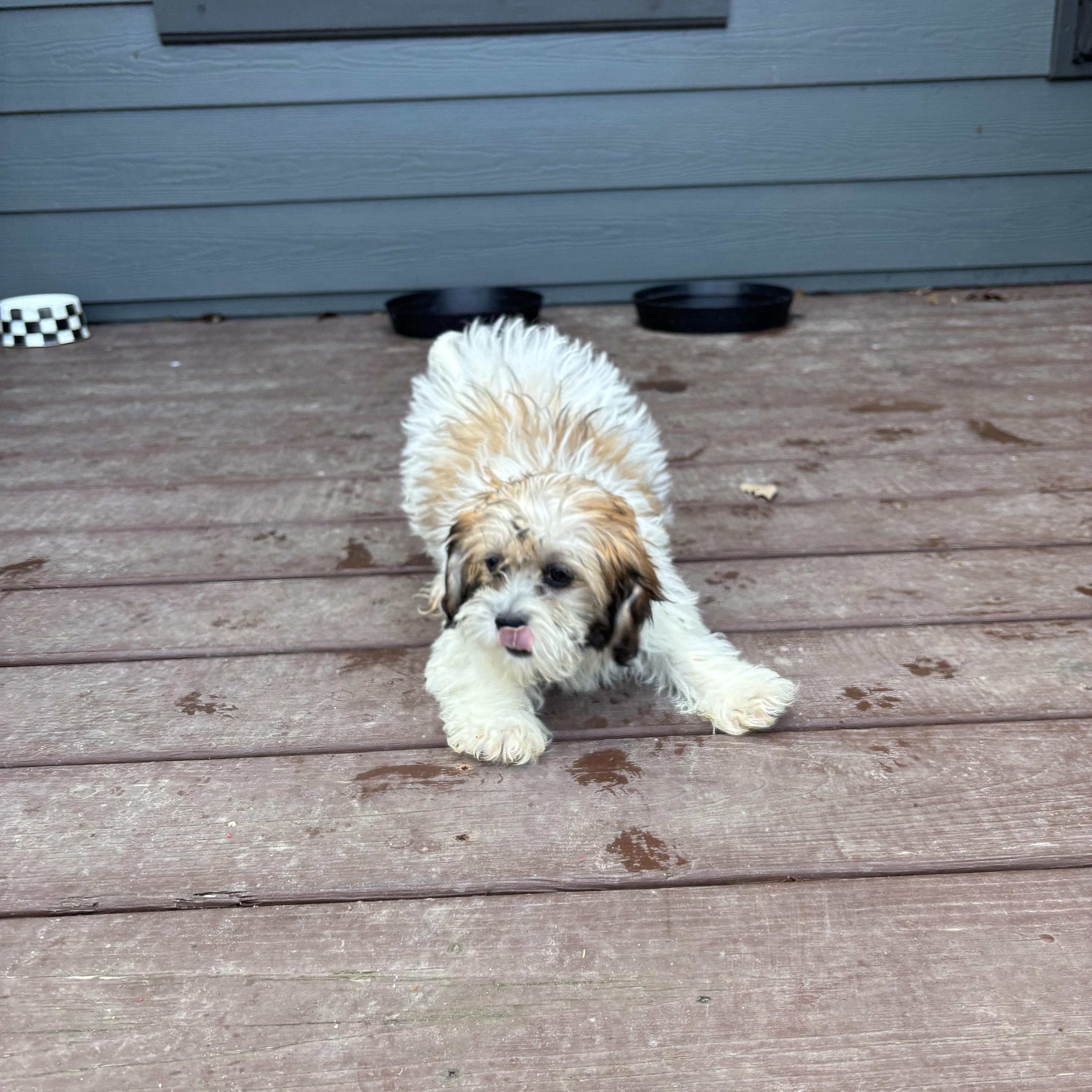 Shih Tzu/Maltese puppies!, an adopted mixed breed in Rowlett, TX image 1/5