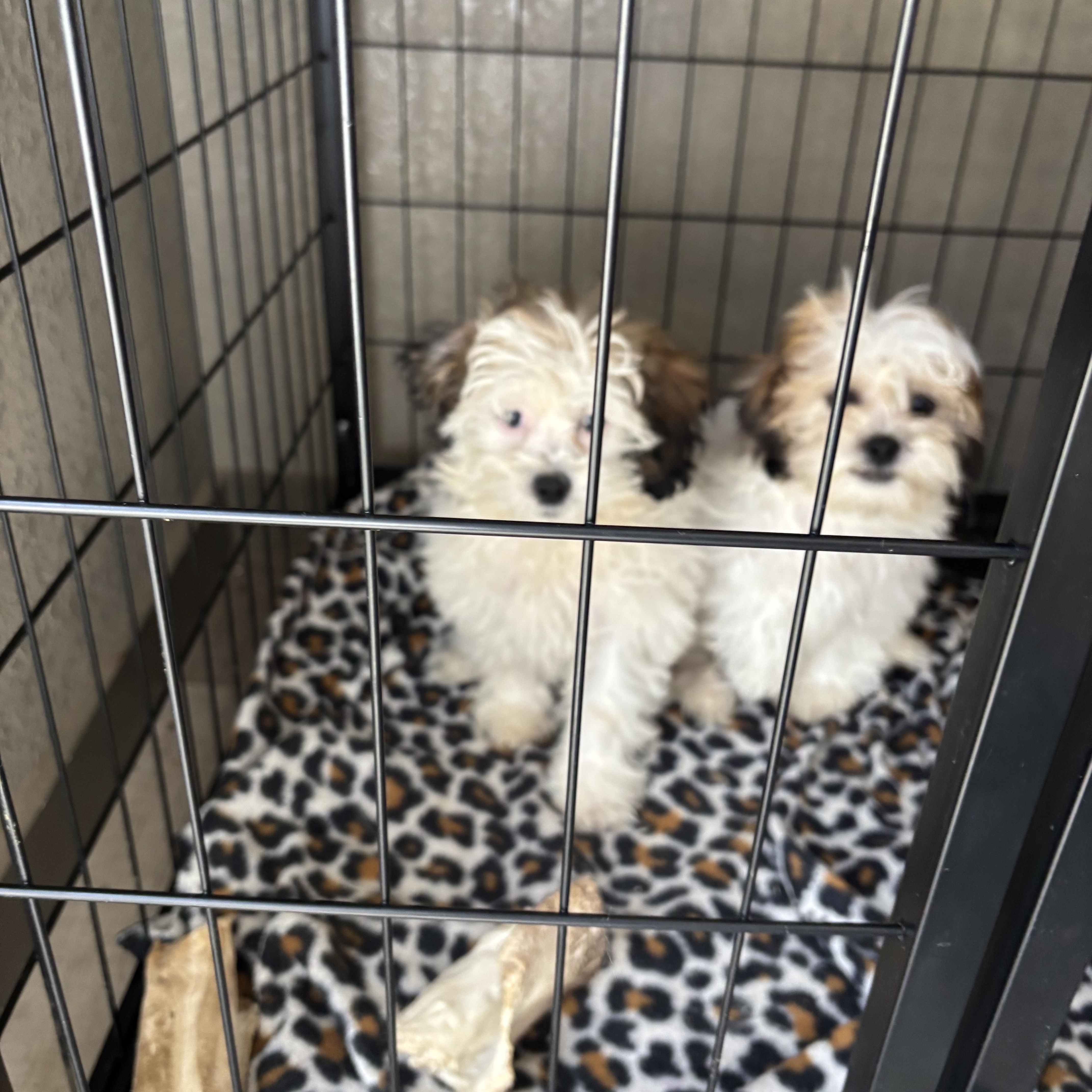 Shih Tzu/Maltese puppies!, an adopted mixed breed in Rowlett, TX image 2/5