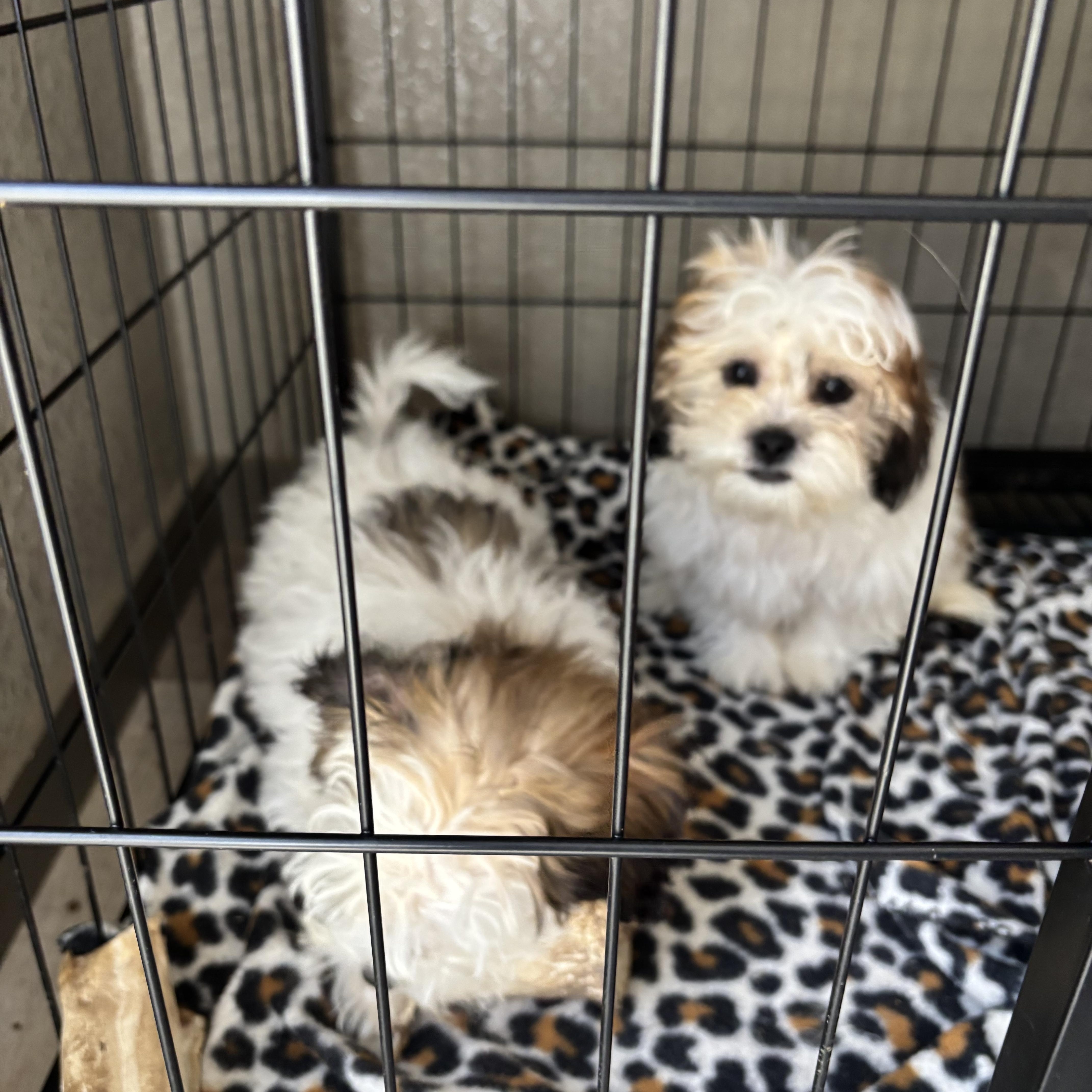 Shih Tzu/Maltese puppies!, an adopted mixed breed in Rowlett, TX image 3/5