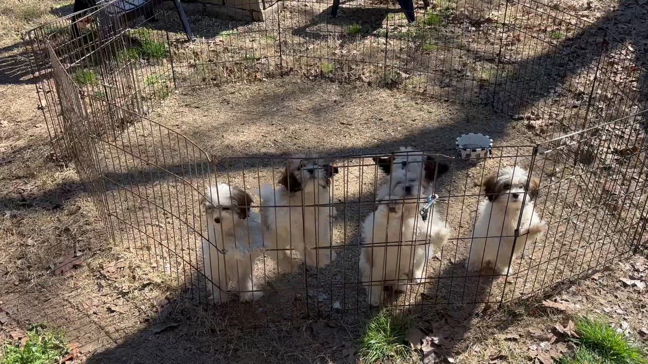 Enlarge Shih Tzu/Maltese puppies!, an adopted mixed breed in Rowlett, TX video 4/5