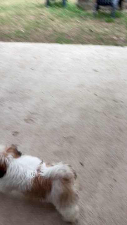 Enlarge Shih Tzu/Maltese puppies!, an adopted mixed breed in Rowlett, TX video 5/5