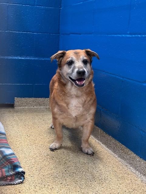 Sonny, ADOPTABLE, Senior Male Pembroke Welsh Corgi.