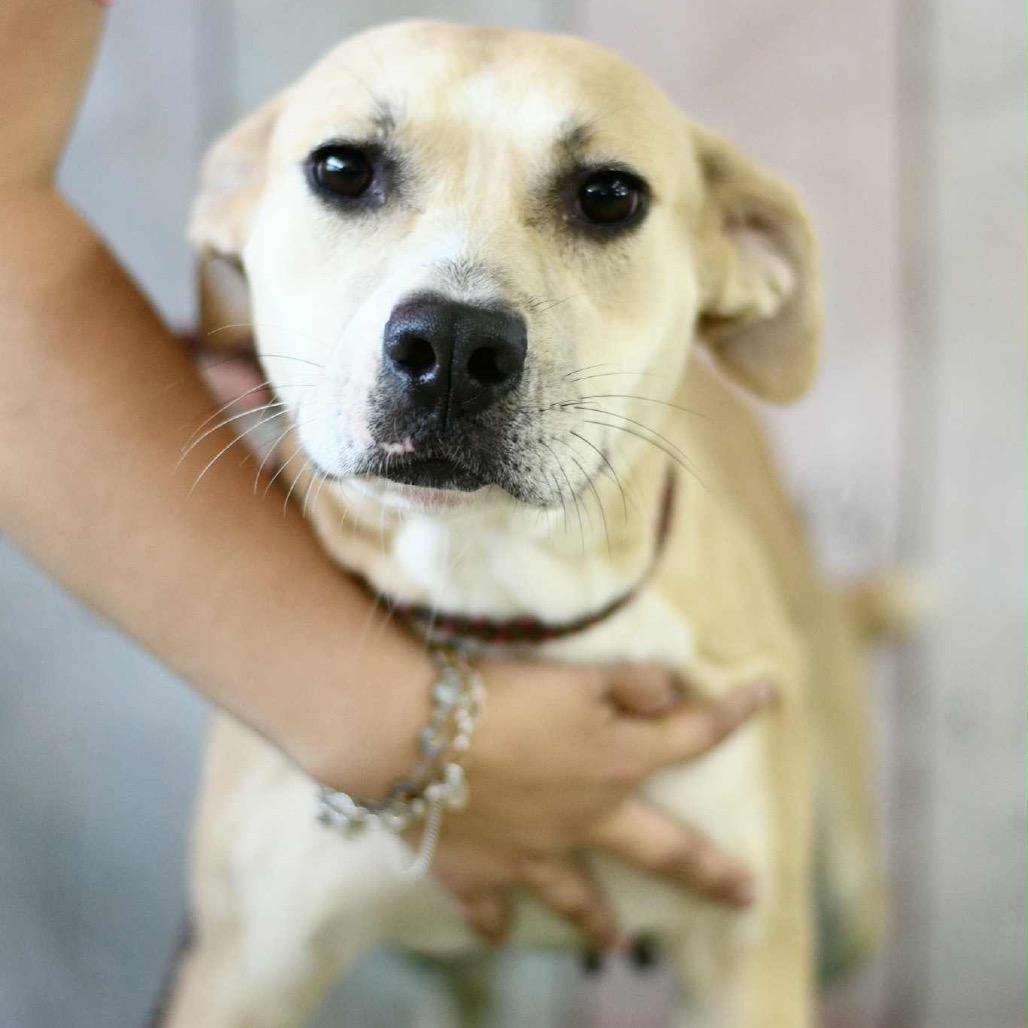 Dolly, Adoptable, Adult Female Pit Bull Terrier & Mixed Breed.