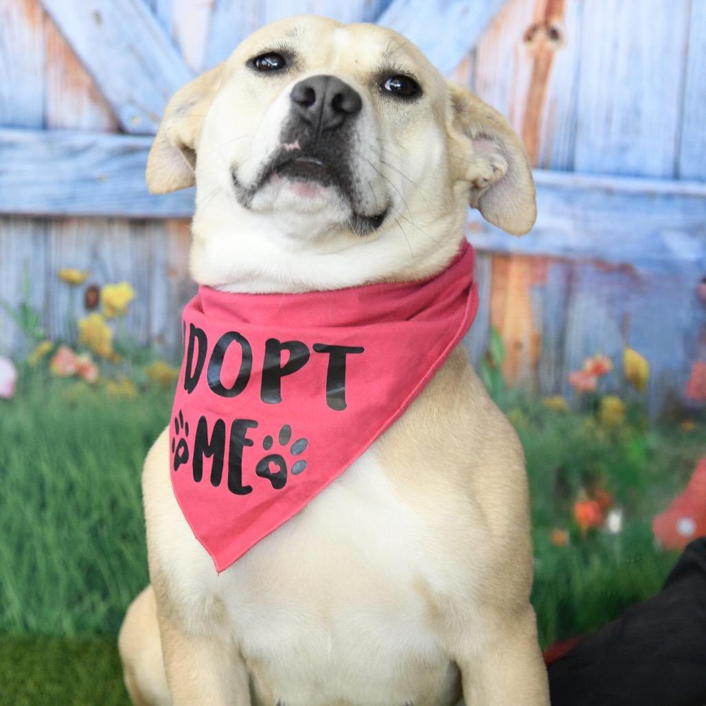 Dolly, a Adoptable mixed breed in Floresville, TX image 2/6