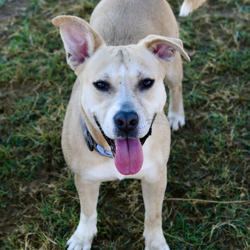 Dolly, a Adoptable mixed breed in Floresville, TX image 4/6